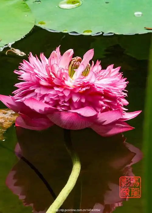 佛教圣莲"千瓣莲 "