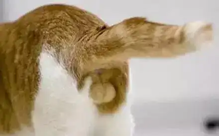 图片来告诉你怎么区分公猫和母猫