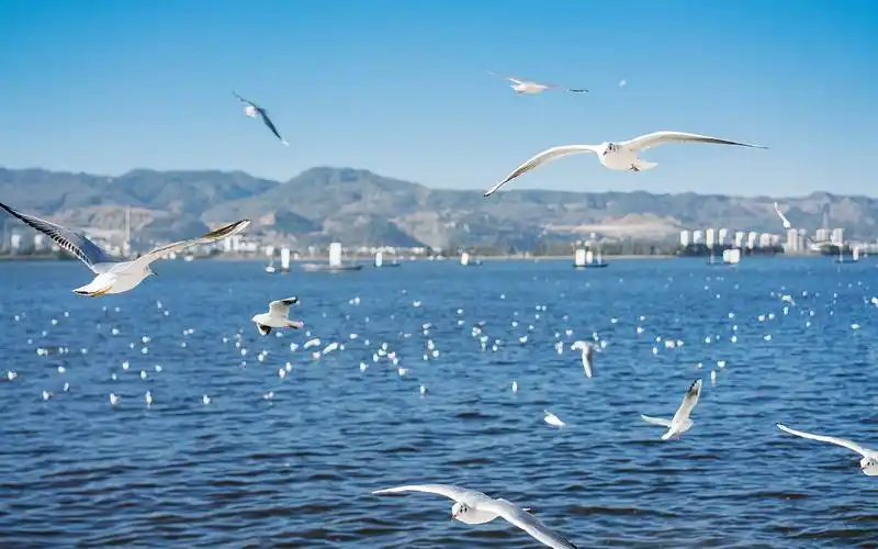 海鸥清新图片大全高清电脑桌面壁纸