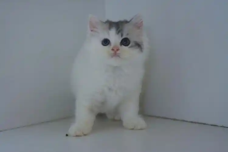 ⭕南宁同城猫舍-英短净梵妹妹