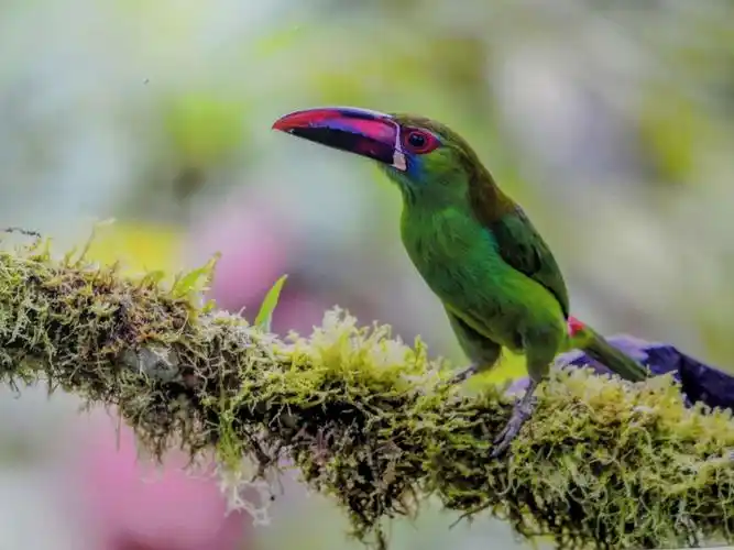 难得一见的世界珍稀鸟类摄影展