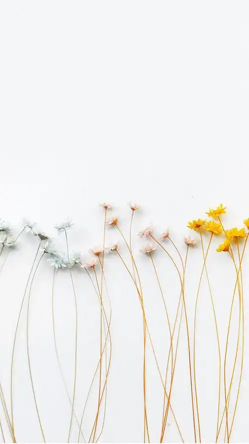 小清新花卉简约手机壁纸