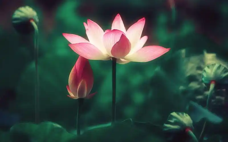 【星连文学社】广西诗人陈熠明:荷来作伴醉清风