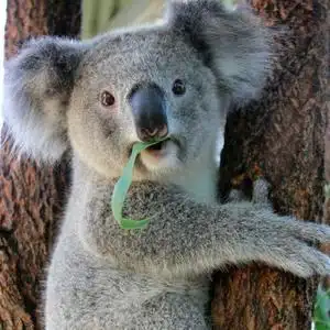 "考拉"他爸头像