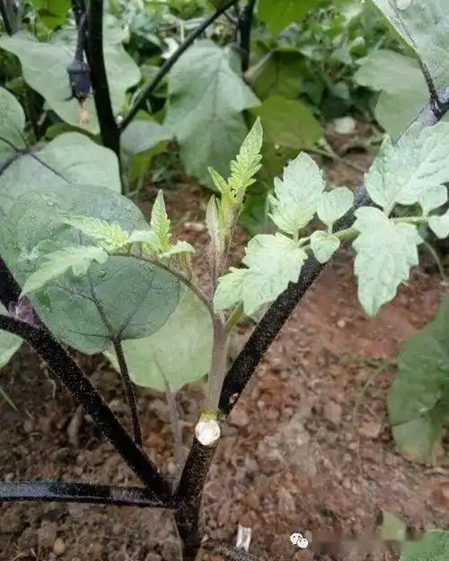 不务正业茄子树上结出西红柿嫁接技术你知道多少