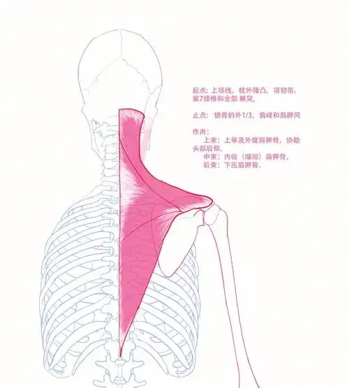 起止点及功能#人体练习  #人体肌肉  #斜方肌