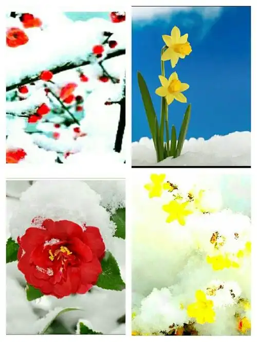 迎春花 〔宋〕   韩琦 覆阑纤弱绿条长,带雪冲寒折嫩黄.