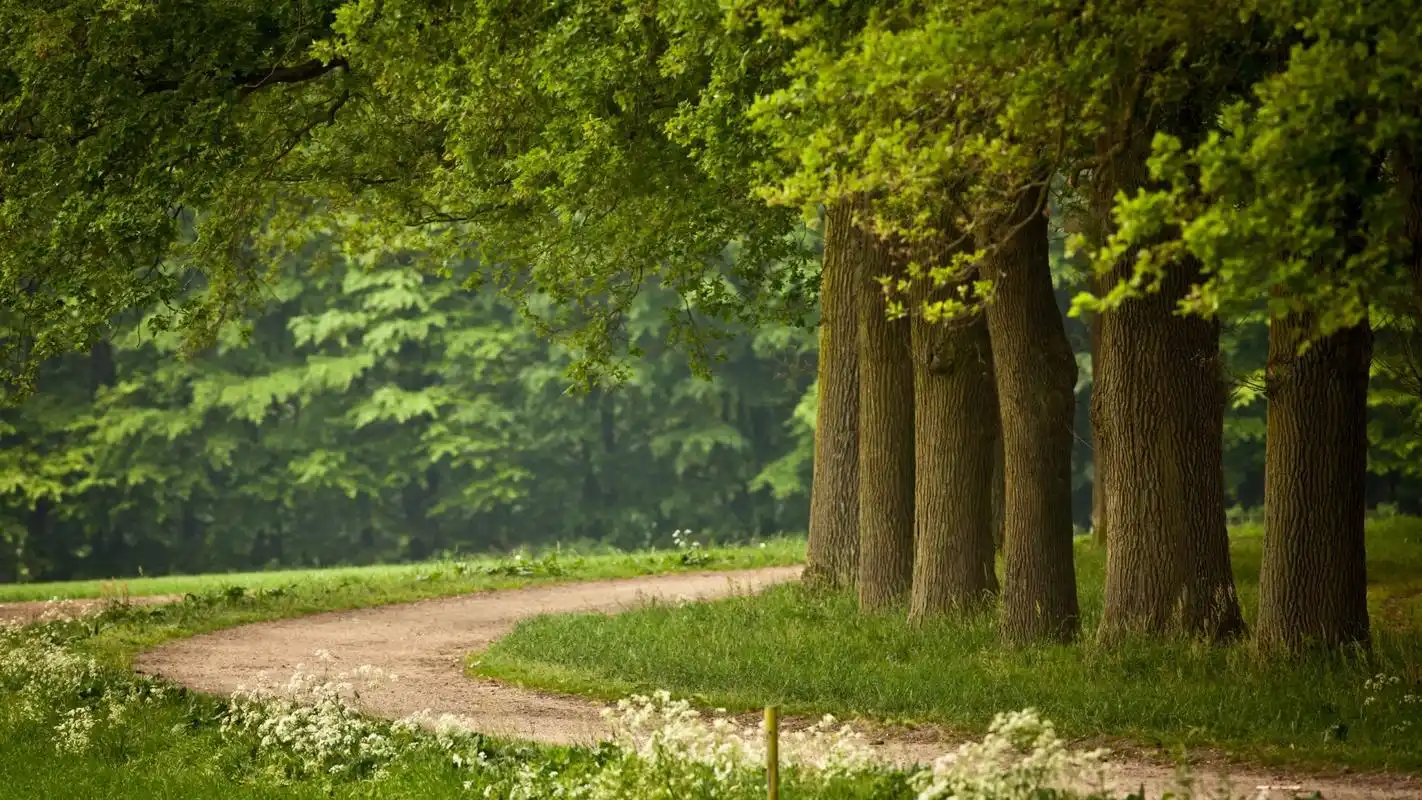 清新自然的绿色树木高清桌面壁纸下载