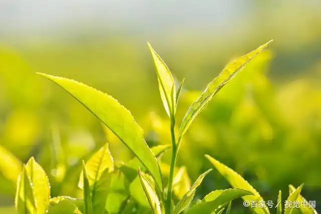 惊人!中药草本还能这样用——蔚多草本雾化引领草本进入全新领域