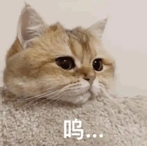 萌宠猫星人呜可怜搞怪可爱gif动图_动态图_表情包下载_soogif