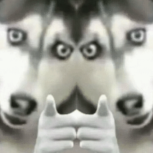 狗狗指人表情包2狗狗指人表情