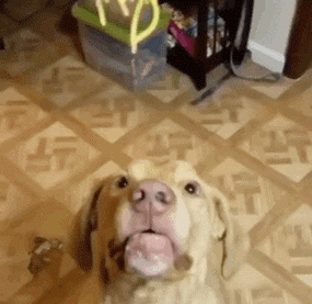 超机智的汪,通过摇头点头告诉主人:今儿我要吃这个!_狗狗