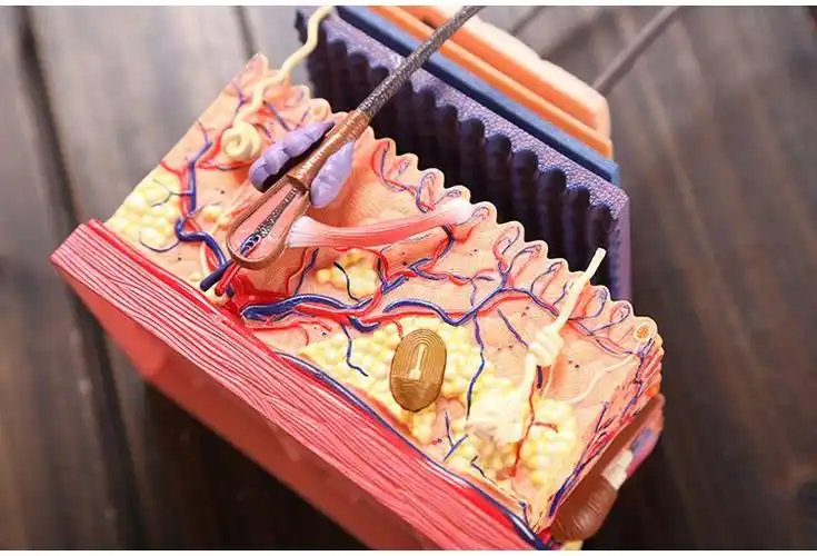 毛囊结构皮肤模型4d4dmaster人体皮肤和毛发模型4dmaster人体器官拼