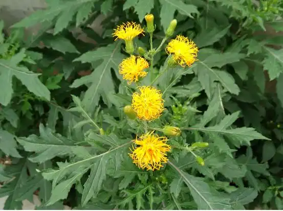 【春秋画语】我的旱三七开花啦