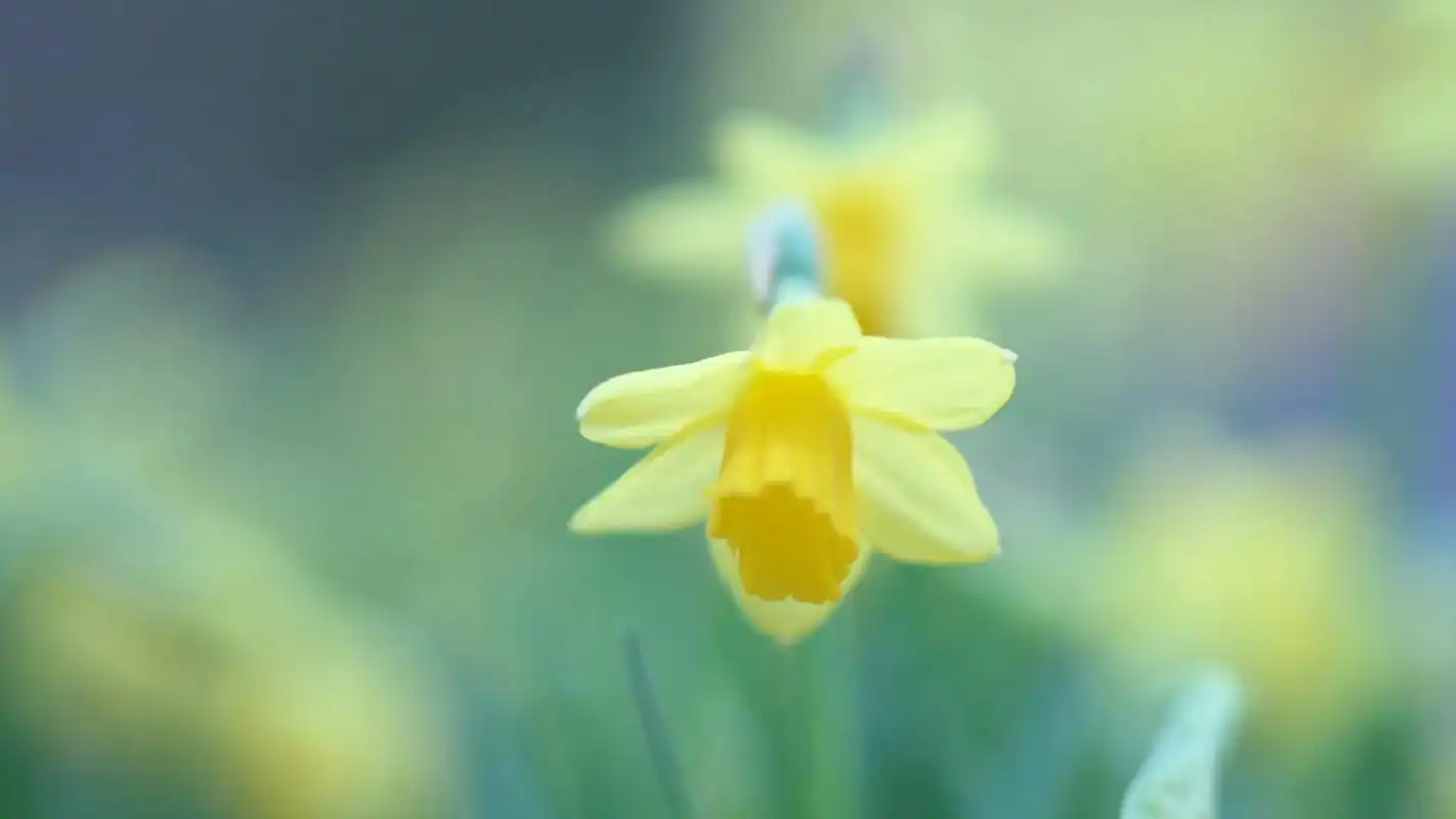 清新养眼的水仙花桌面壁纸