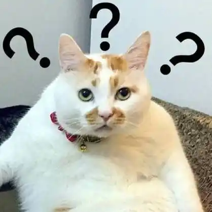 猫咪楼楼疑惑问号表情包_猫咪_楼楼_问号_疑惑表情