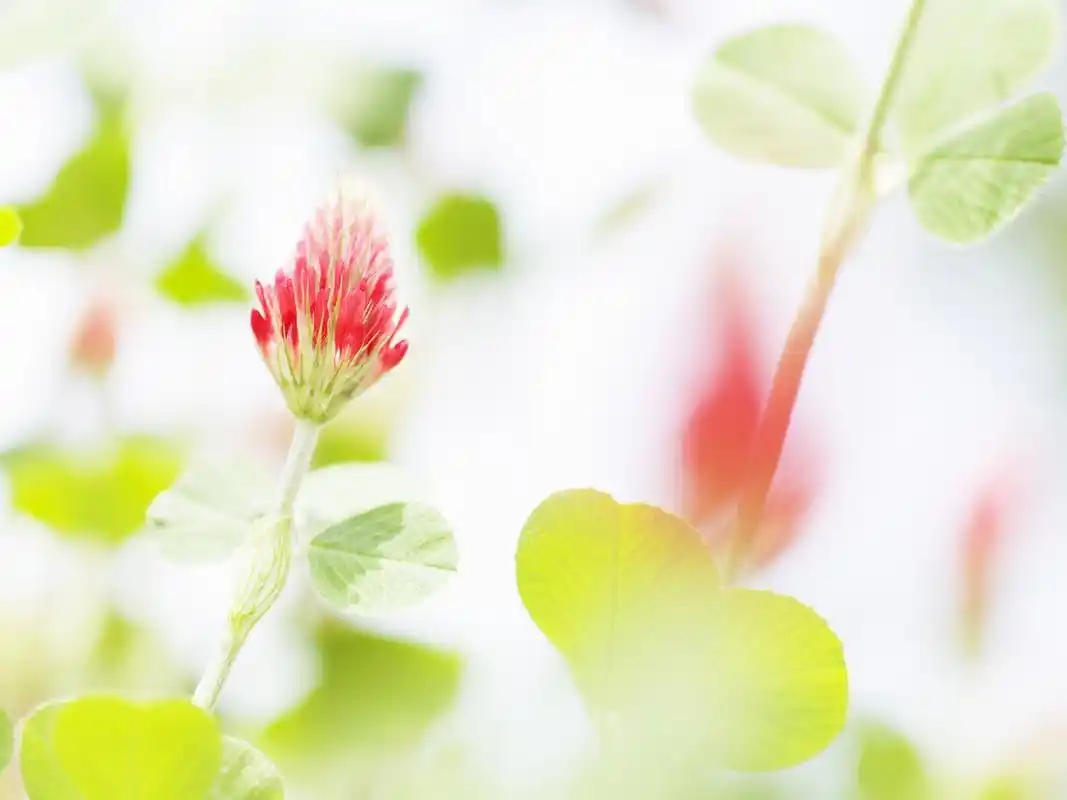 朦胧浪漫花卉特写桌面壁纸