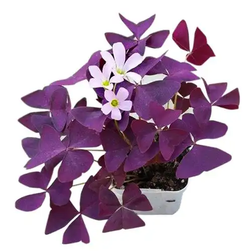 幸运草盆栽紫叶醡浆草紫蝴蝶花苞三叶草室内办公桌时令草本花卉