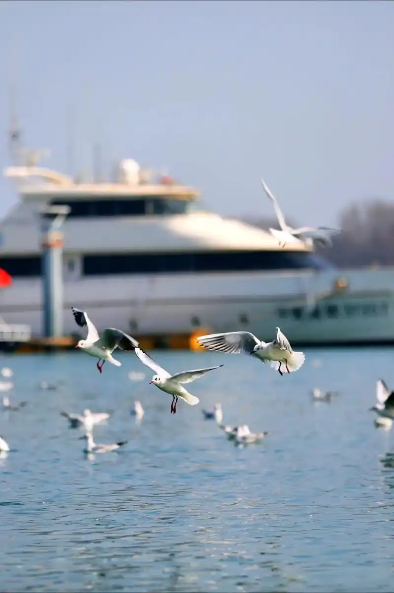帆船基地和海鸥奔赴一场浪漫约会[爱心]天气回暖,万物复苏. - 抖音