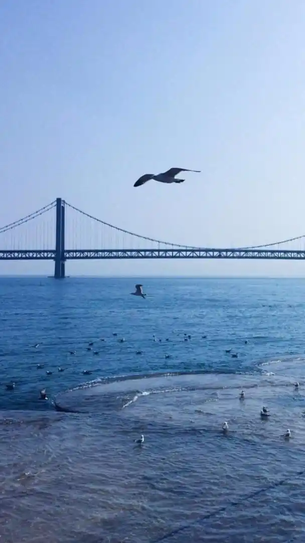 海鸥壁纸,海鸥是大海的心灵,是天空的诗人