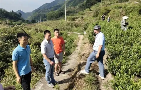 松阳县玉岩镇人大代表细化履职,扎实推进"红色玉枫,菇香柿溢"乡村振兴