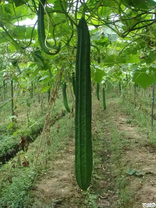 广东农科院蔬菜研究所雅绿六号丝瓜007jpg