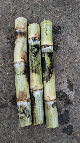 粤糖蔗种苗甘蔗苗满包邮包存活偏硬超甜制红糖白糖产地销蔗苗15cm