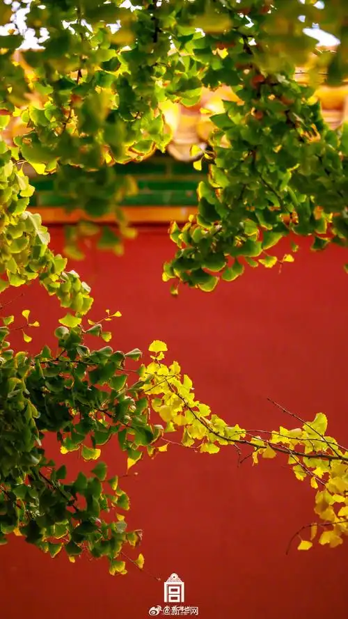 又是一年故宫银杏金黄时##故宫壁纸又上新了