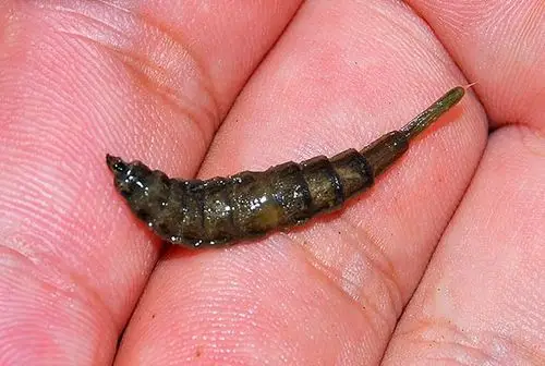 请问这是什么虫子.请高手指教!