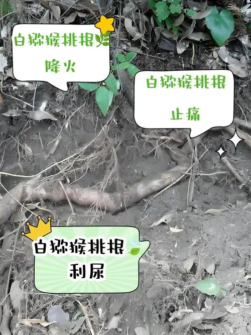 白猕猴桃根有什么作用和功效