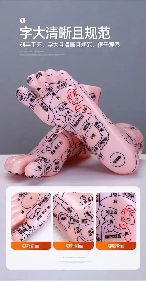 刻字版清晰足底反射区模型脚底按摩点穴足部经络穴位图脚模形足疗 20