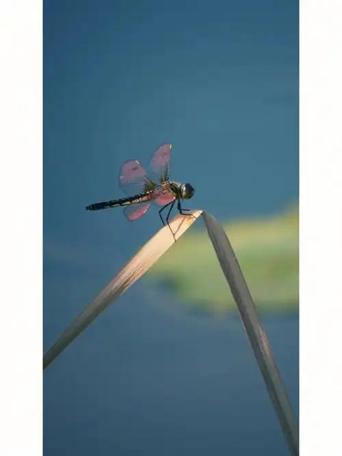 夏日蜻蜓