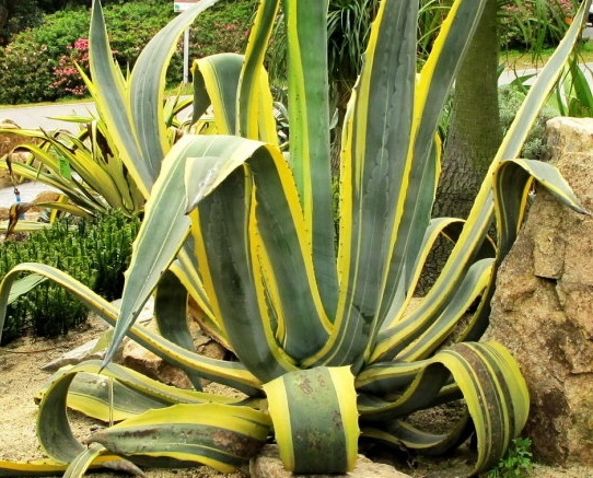 金边龙舌兰叶片厚实且细长,叶片有金色条纹,很适合观赏哦!