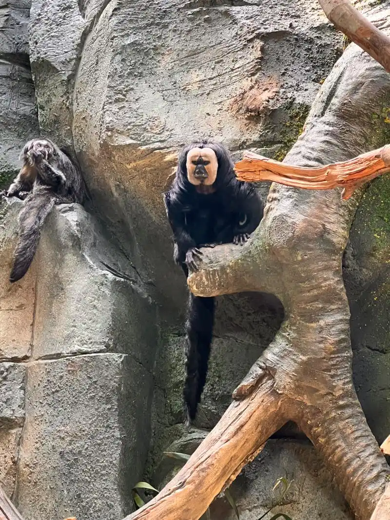 白面僧面猴【南京红山动物园】 在冈瓦纳展馆 据说是无脸男原型,很多
