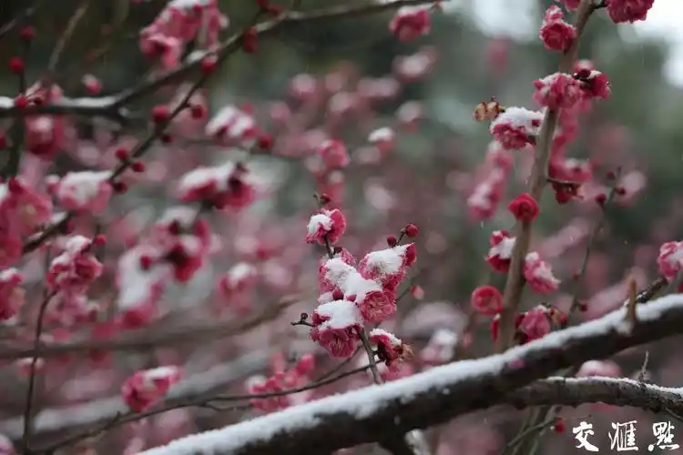 雪中梅花枝头俏