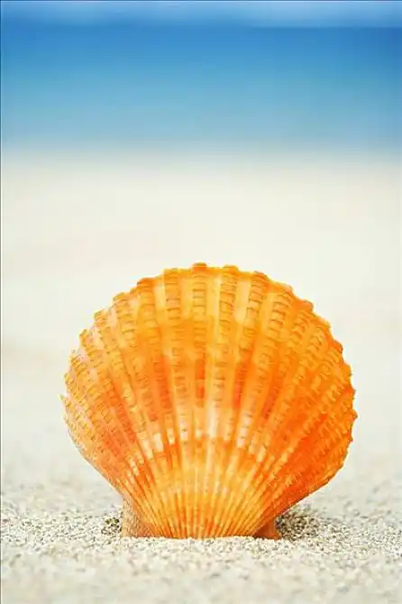 橙色_扇贝壳_站立_沙子_高清图片_全景视觉