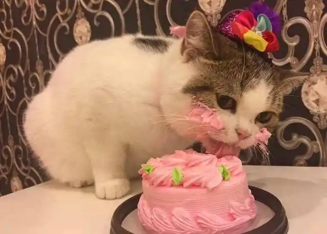 猫咪吃蛋糕的样子简直萌翻,回想第一次见面,宠主却热泪盈眶
