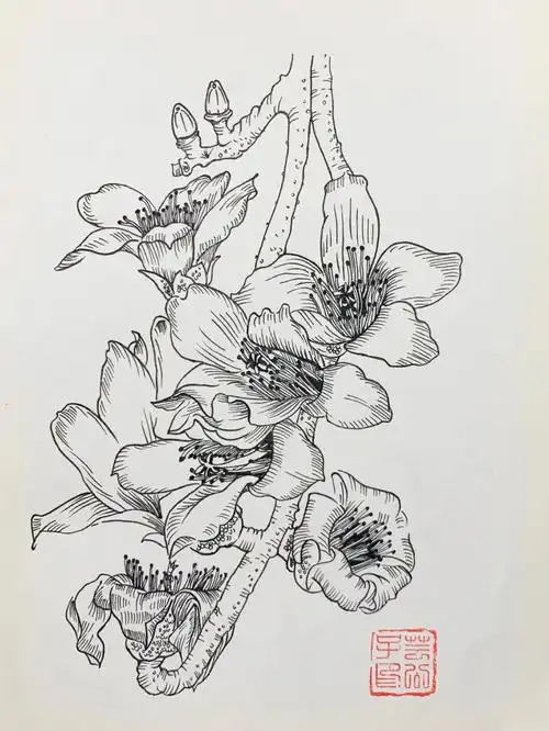 每日一画针管笔画白描手绘木棉
