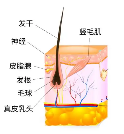头发能有什么坏心思呢它不过是想离开你自由飞翔