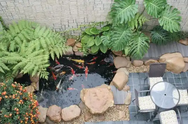 家中有庭院的,必然要砌个鱼池,不仅那么审美观念,还能带来好运