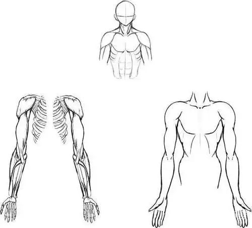 手臂肌肉的画法|男性手臂画法参考素材