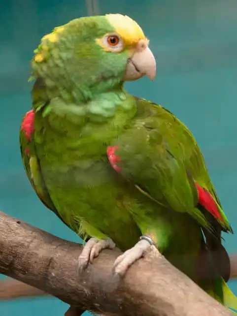 会说话的10种鸟漂亮又聪明你不想养一只吗