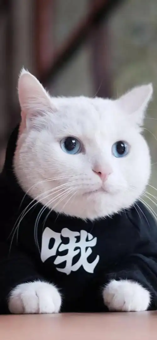 猫猫壁纸|好看猫咪壁纸高清图片 高冷与自卑