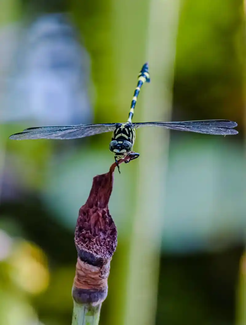秋天的蜻蜓#秋天色彩大赏 #分享一个摄影小技巧 #我看到的 - 抖音