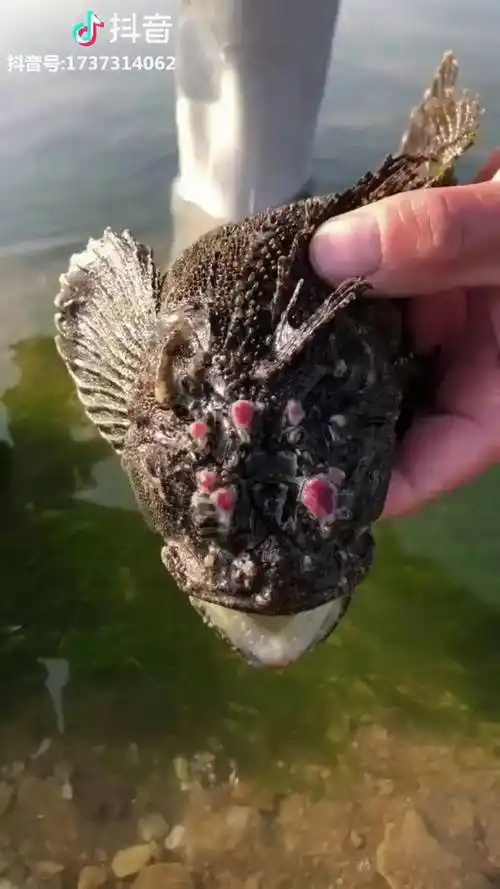 这个老虎鱼有毒的我小时候被毒死过呢