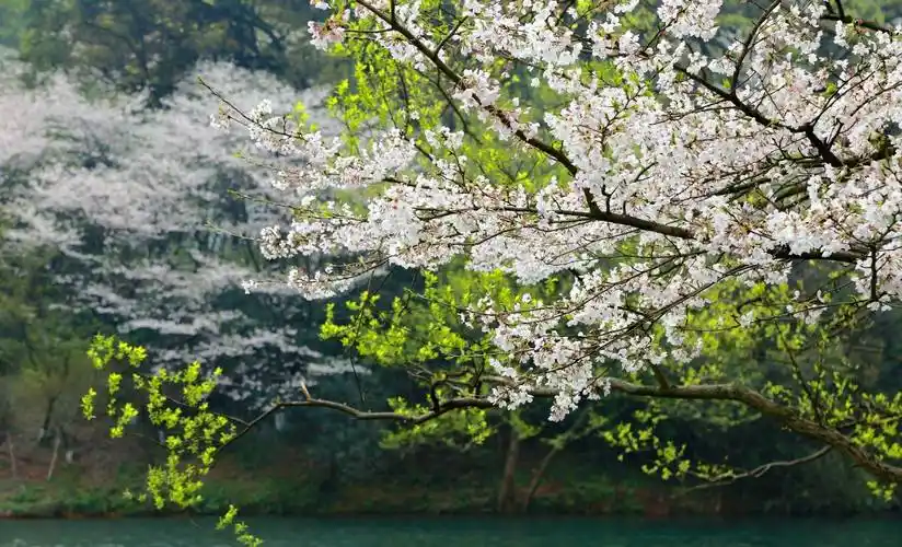 西湖春景,杭州这七处赏樱胜地即将迎来唯美时刻,赏樱