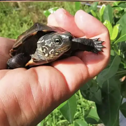好养学生生养小宠宠物干净活物小型宿舍不臭龟