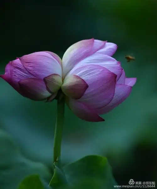 张登普 【正宫双鸳鸯】赏荷         夏风来,夏荷开,万朵荷花出水排.