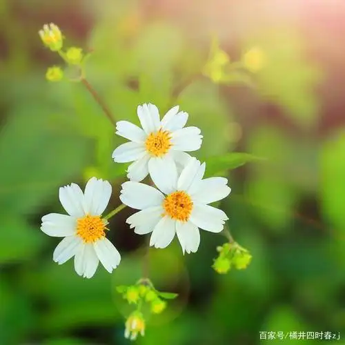 干净阳光治愈的句子