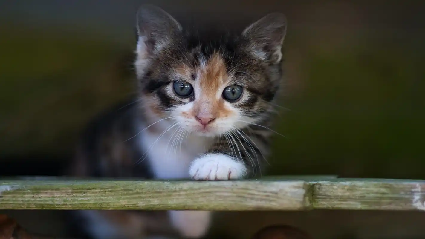可爱的猫咪高清宽屏桌面壁纸高清大图预览1920x1080_动物壁纸下载_美